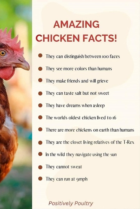 chicken factts.jpg
